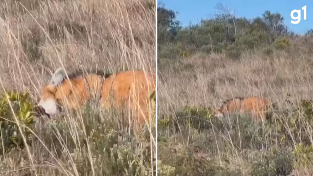 Registro raro mostra lobo-guará, modelo da nota de R$ 200, se alimentando em cânion da Serra Gaúcha